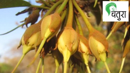 Some women were taught to prepare food from the flowers of madhuca longifolia
