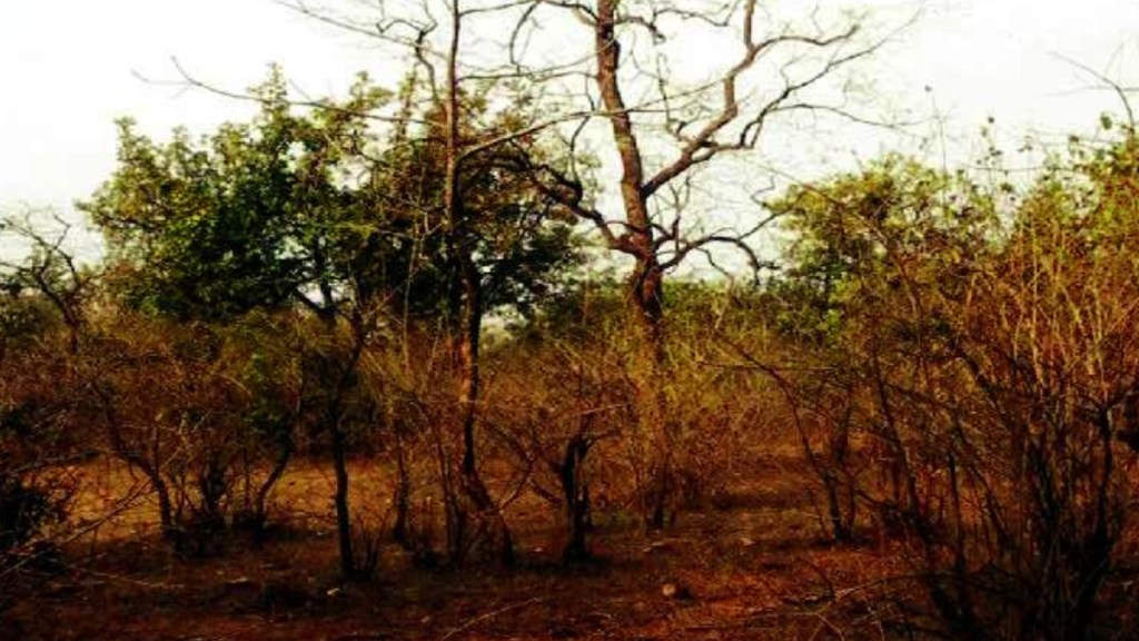 Supreme Court decides to declare scrub forests as forest areas in six districts of Vidarbha
