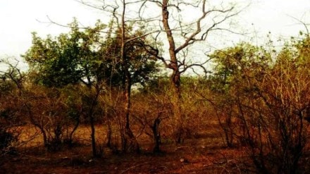 Supreme Court decides to declare scrub forests as forest areas in six districts of Vidarbha