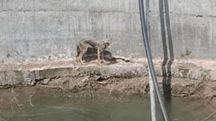 Fox rescued after falling into a well in Miraj sangli