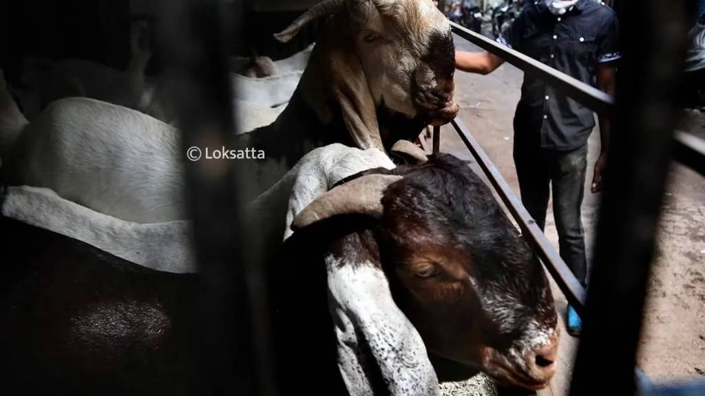 BMC Bakri Eid animal qurbani permit news in marathi