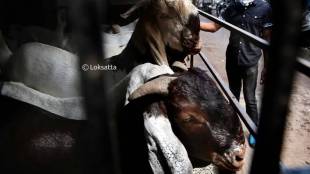 BMC Bakri Eid animal qurbani permit news in marathi