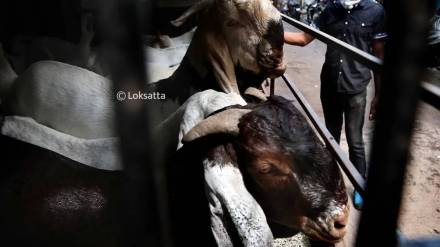 BMC Bakri Eid animal qurbani permit news in marathi