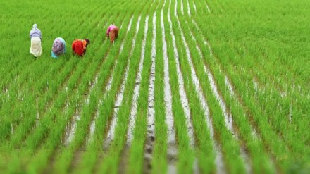 india agriculture summer cropping area increases irrigation facilities