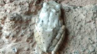 white frogs found in Palus news in marathi