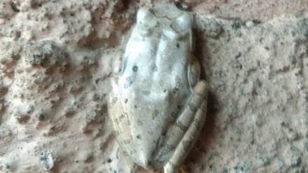 white frogs found in Palus news in marathi