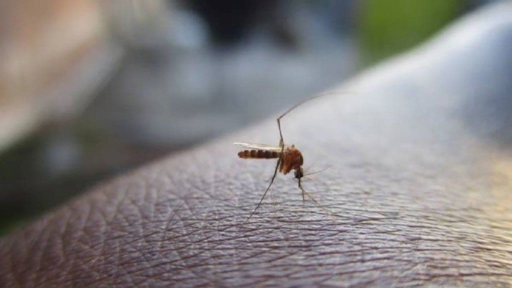 dengue, national dengue day, national dengue day 2025