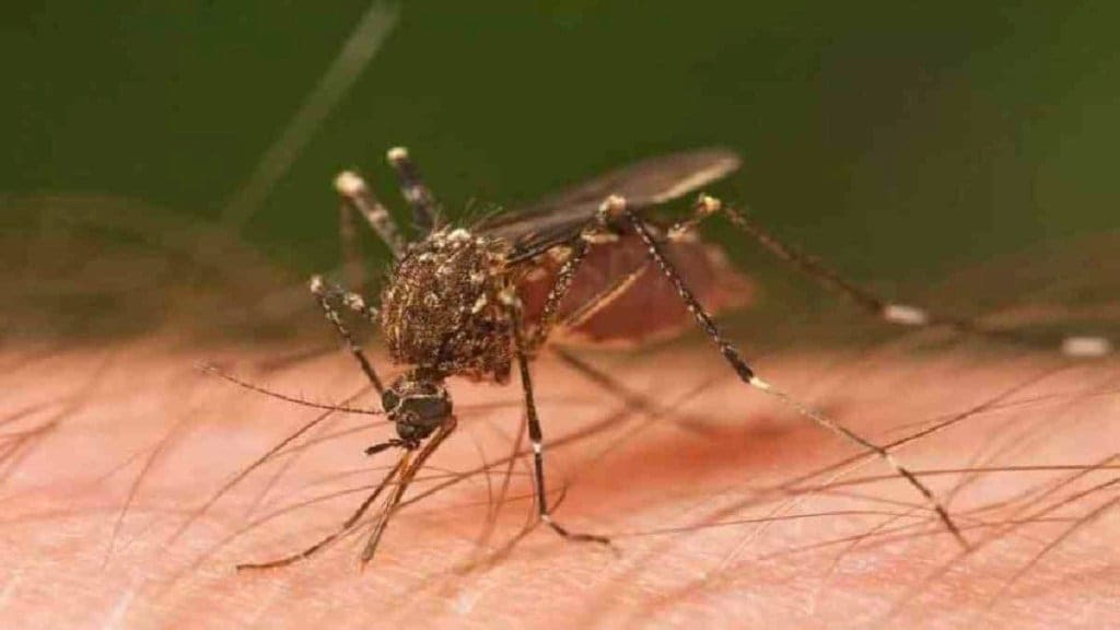 dengue, national dengue day, national dengue day 2025