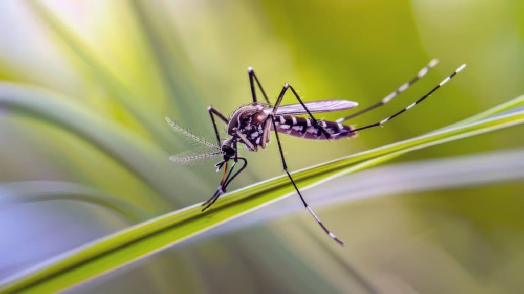 dengue, national dengue day, national dengue day 2025, 