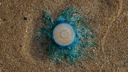 'Blue button' jellyfish spotted at Juhu beach mumbai