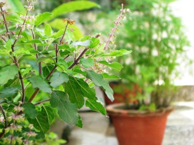 Eating Tulsi leaves daily