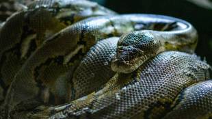world's largest snake discovered