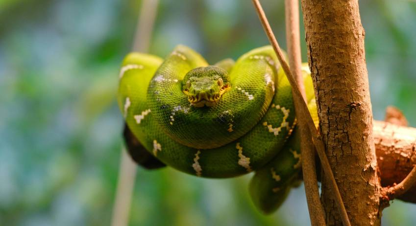 snake weighing 500 kg