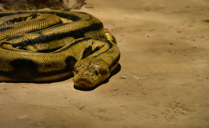 world's largest snake discovered