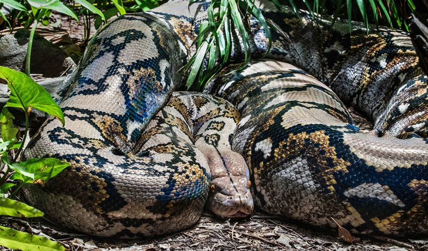 the heaviest snake in the world
