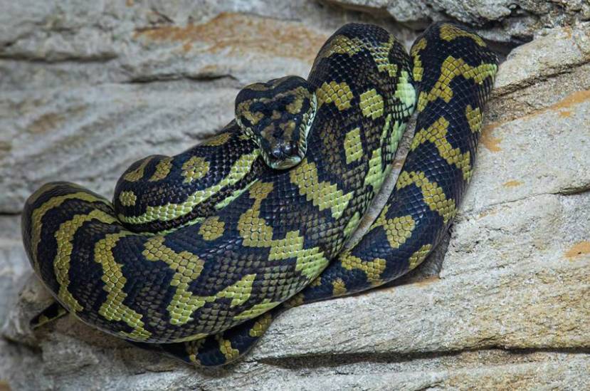 the biggest snake in the Amazon