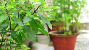 Tulsi leaves antibacterial properties