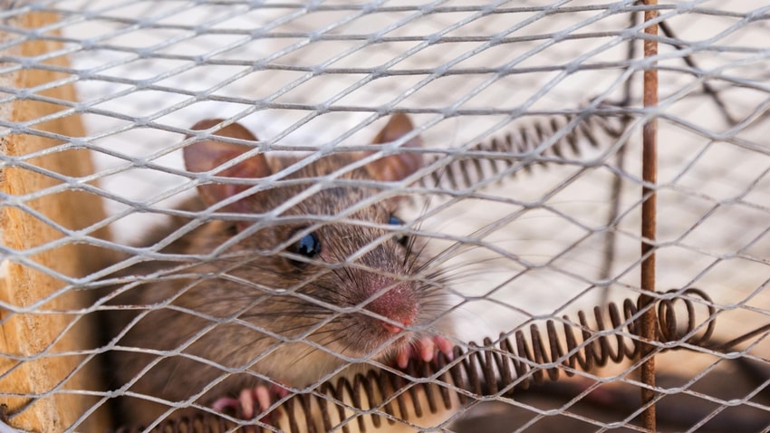 home remedies for mice