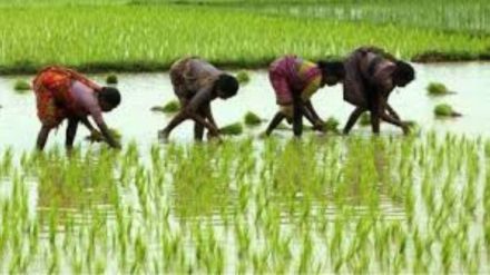 maharashtra heavy rainfall delays kharif sowing