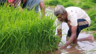 Maharashtra Sowing Stumbles Amid Rain Imbalance