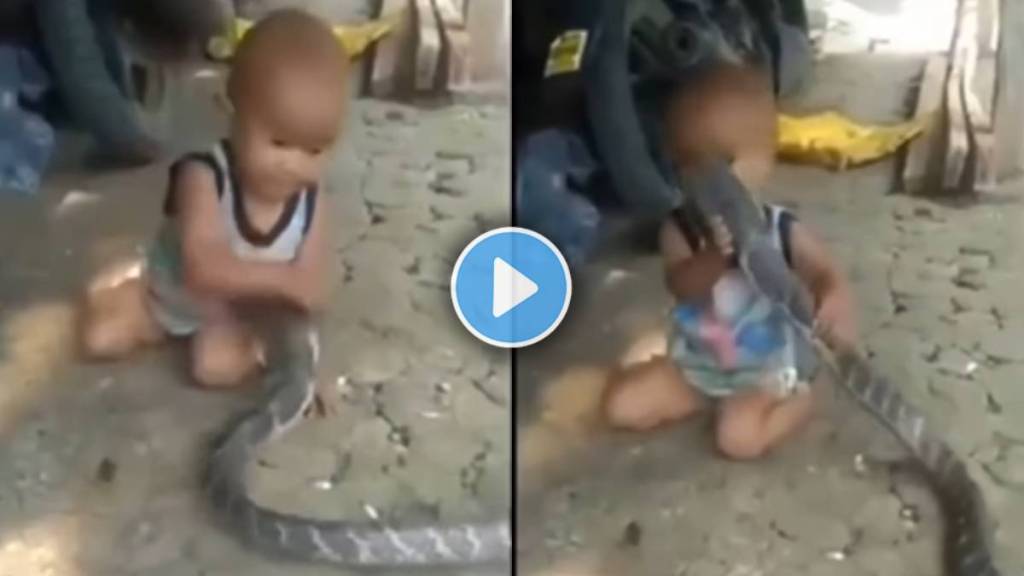 king cobra viral video
