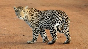 Bengaluru now has more leopards than Mumbai surpassing Maharashtra capital in leopard count