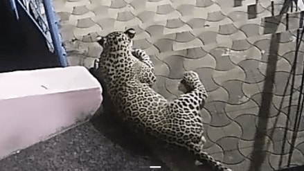 Leopard seen again near the entrance of Manmad, stayed for two hours in the premises of Datta Temple in Shingave