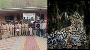 buldhana Tigers in Ambabarwa Sanctuary and leopards in Gyan Ganga