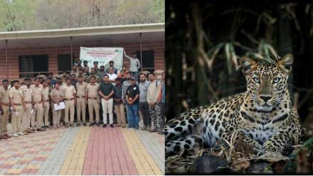 buldhana Tigers in Ambabarwa Sanctuary and leopards in Gyan Ganga