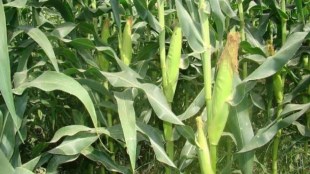 Maize crop selection is important during the kharif season print eco news