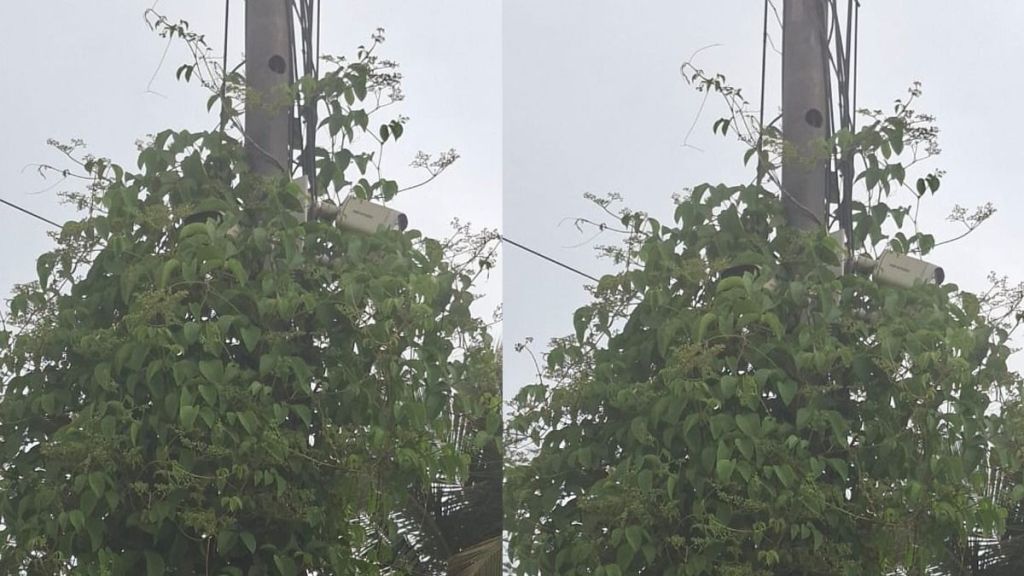 malvan neglect of security cctv camera blocked by vines