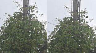 malvan neglect of security cctv camera blocked by vines