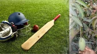 kesar tree plant for sixes and wickets in cricket tournament
