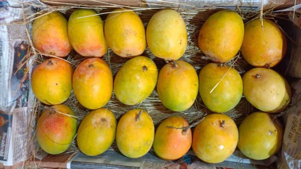 Climate change rains hit late season mangoes from Ambegaon Junnar price fall end