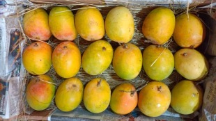Climate change rains hit late season mangoes from Ambegaon Junnar price fall end