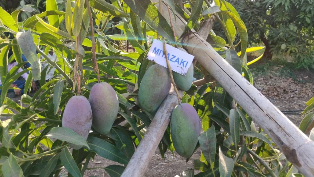 Plantation of Japanese 'Miyazaki' mango; price in lakhs