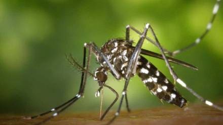 plants that keep mosquitoes away