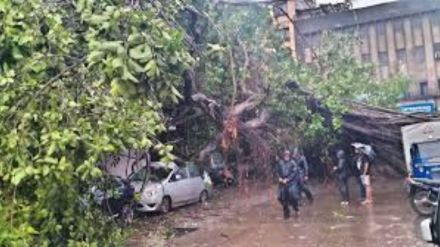 pune dangerous tree branches ignored by pmc