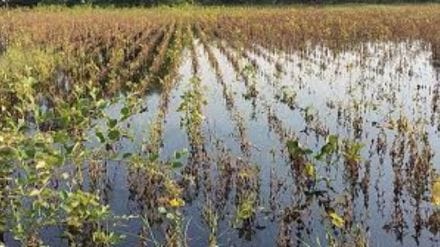 June 9th to 10th storms damaged banana papaya crops on 1577 hectares