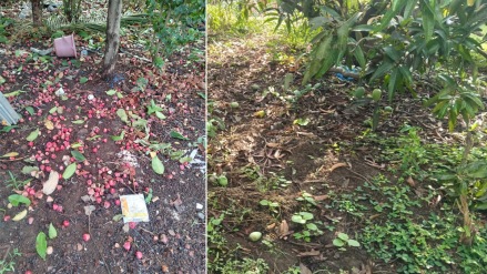 In two days, Palghar district received 31 mm of rain, and initial estimates show damage to over 800 hectares of land