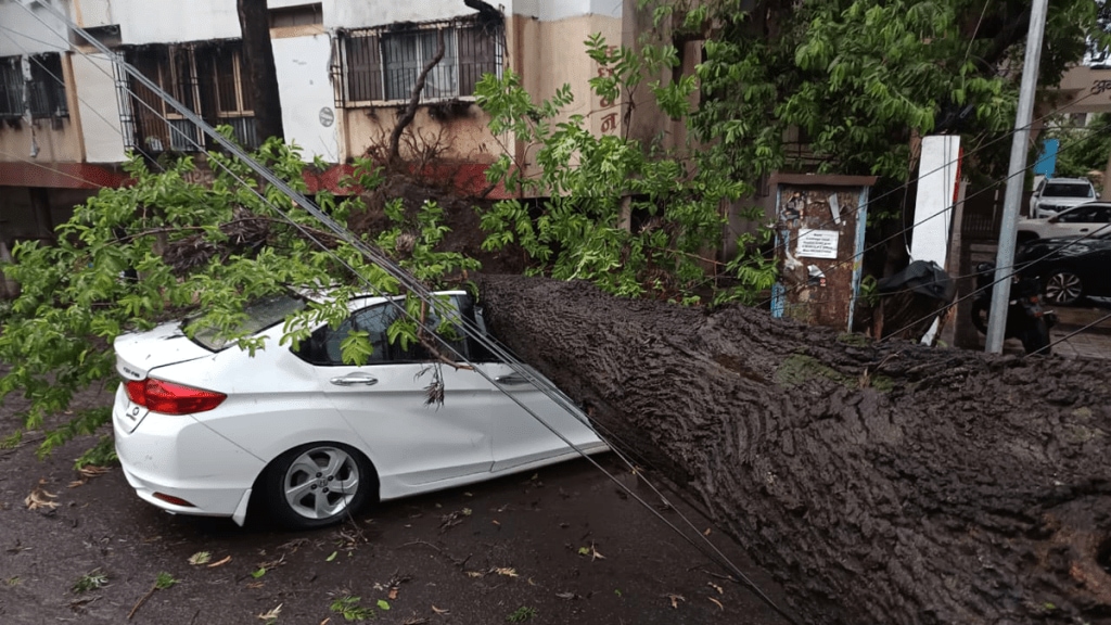 Heavy rain in Nashik! Trees fall, half the city in darkness; One dies after being struck by lightning in Sinnar