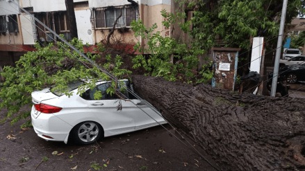 Heavy rain in Nashik! Trees fall, half the city in darkness; One dies after being struck by lightning in Sinnar
