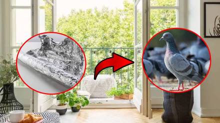 How to get rid of pigeons naturally | repel birds with aluminum foil