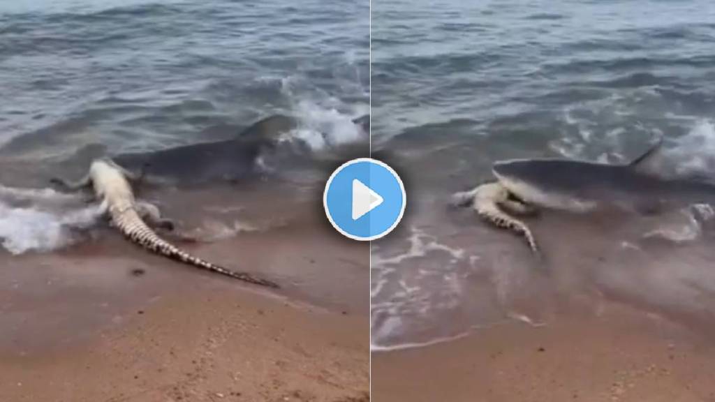 shark eat live crocodile video viral