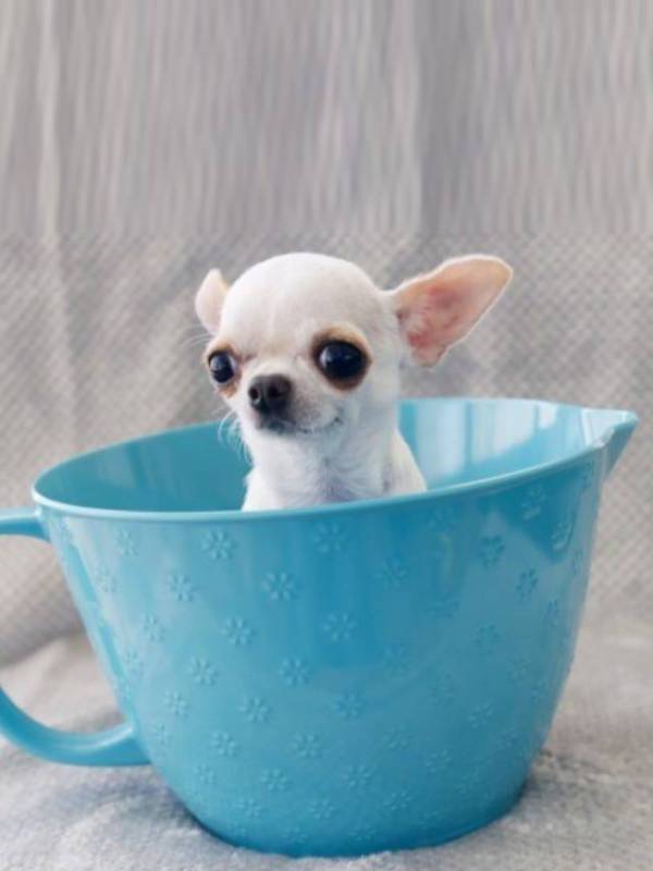 smallest dog in the world