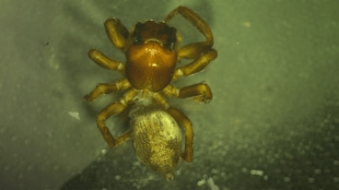 spider species discovered Melghat Hybrosystis chikhaldaraensis