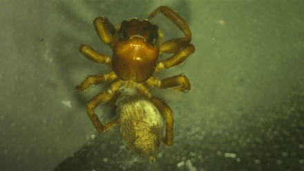 spider species discovered Melghat Hybrosystis chikhaldaraensis