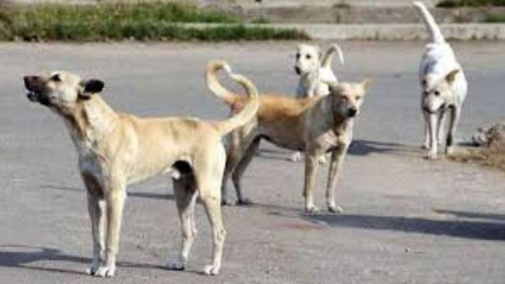 Pimpri Chinchwad struggles with stray dog bites