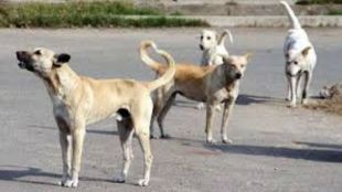 Pimpri Chinchwad struggles with stray dog bites