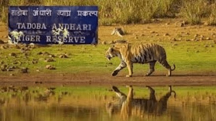 Forest e-service center; villages in Tadoba buffer zone are now tech-savvy